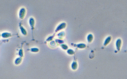 Chrysosporium tropicum